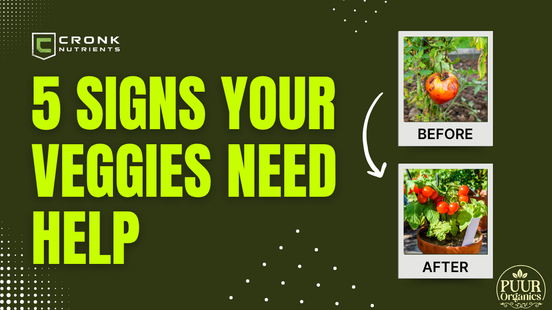 5 Signs Your Veggies Need Better Nutrition (And What to Do)