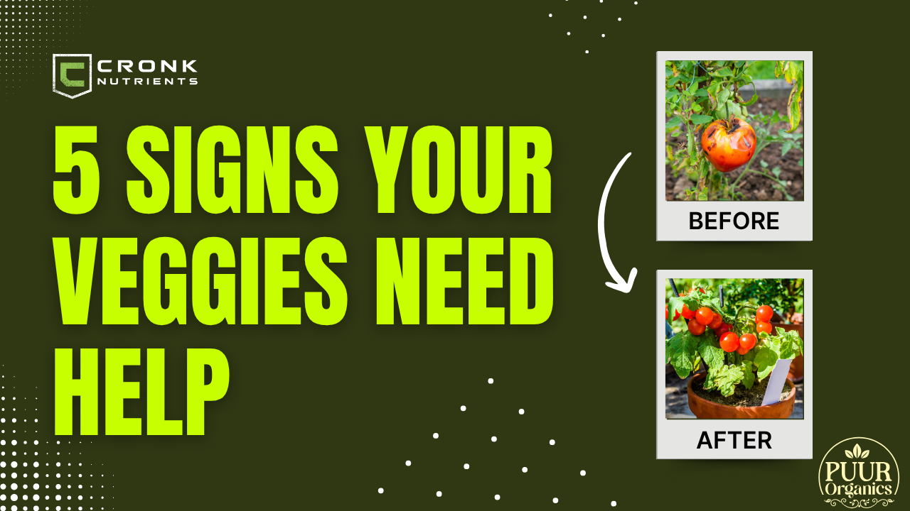 5 Signs Your Veggies Need Better Nutrition (And What to Do)