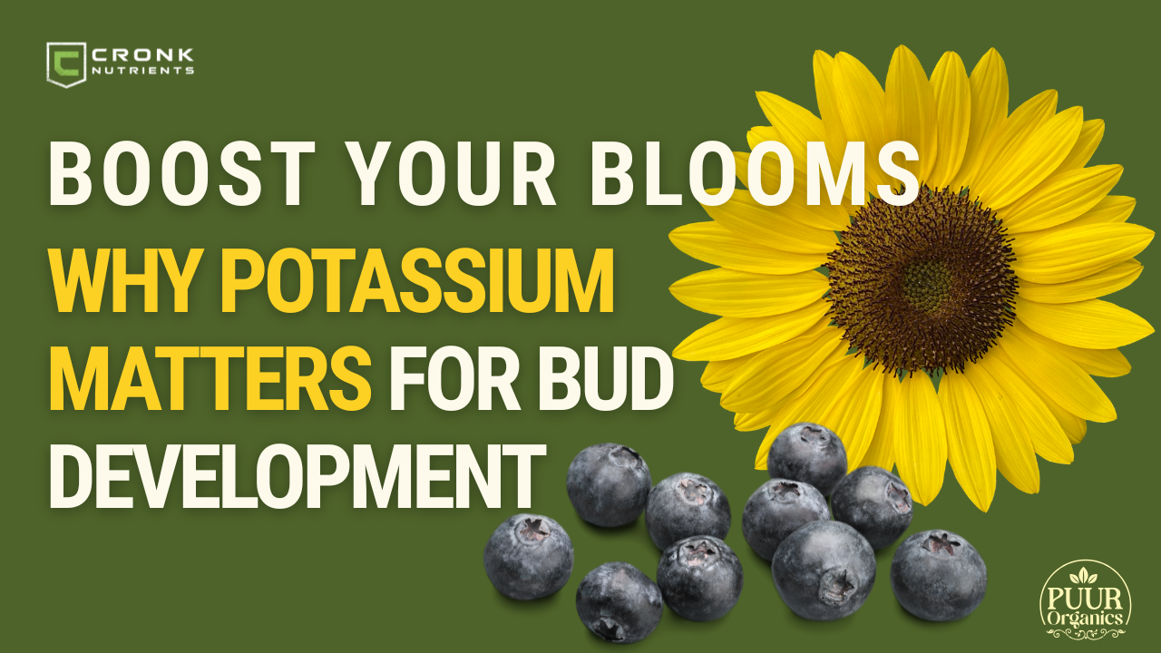 Boost Your Bloom: Why Potassium Matters for Cannabis and Flowers