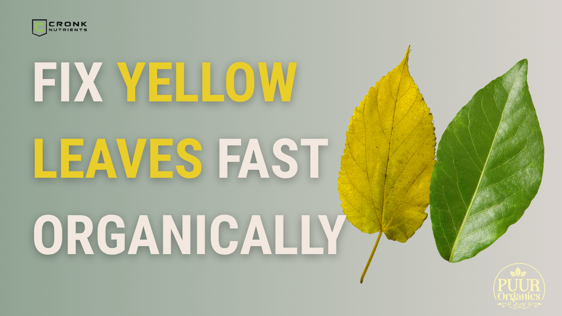 Fix Yellowing Leaves Fast (The Organic Way)