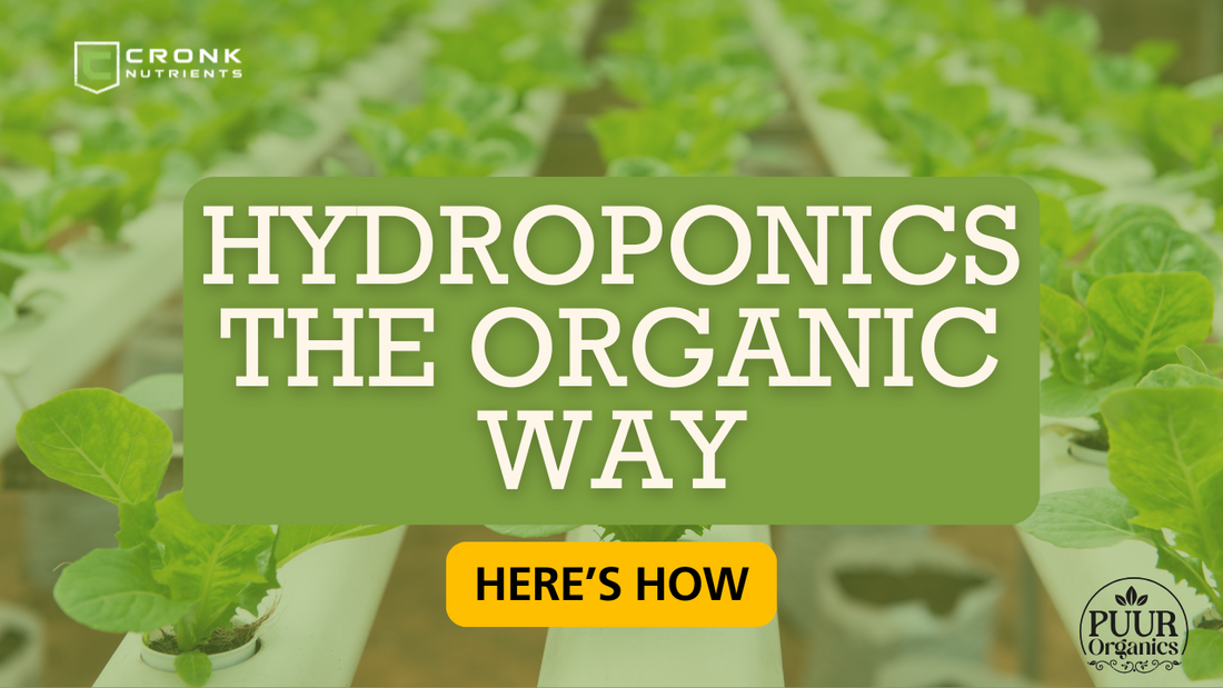 Hydroponics the Organic Way: Can It Be Done? (Spoiler: Yes!)