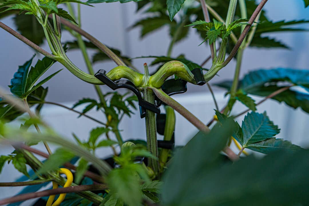 low stress training pot plants BudClips™
