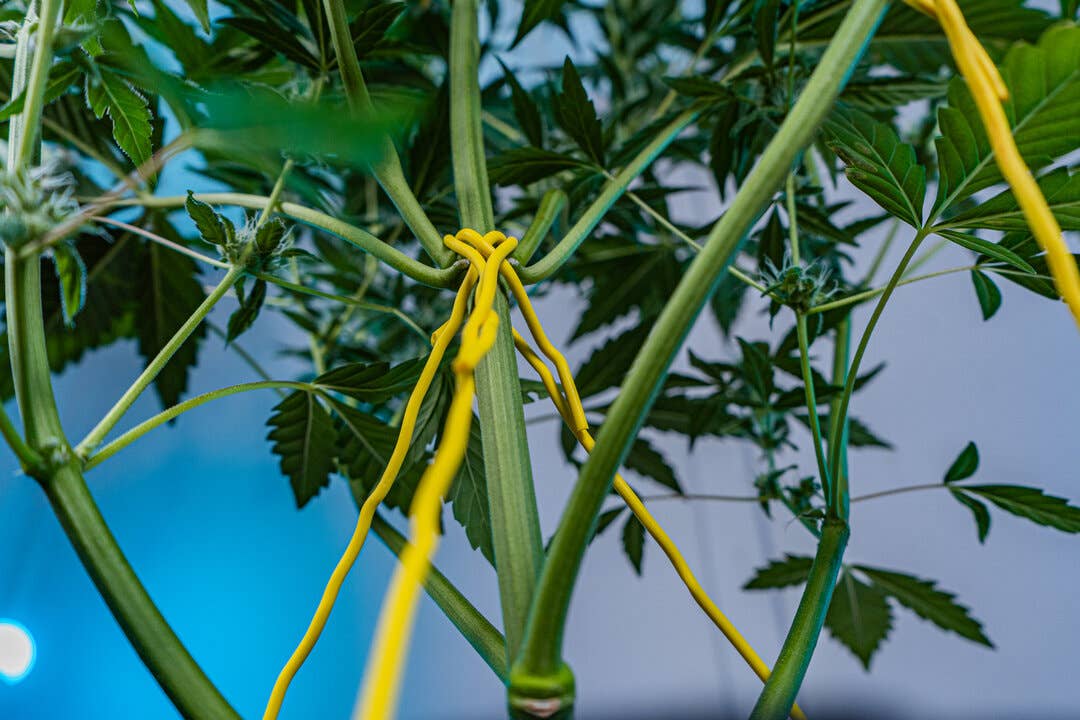 BudHuggers™ - Thin Plant Training Garden Ties