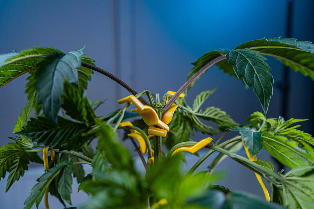 BudClips™ - Low Stress Training LST Clips (20 Pack)