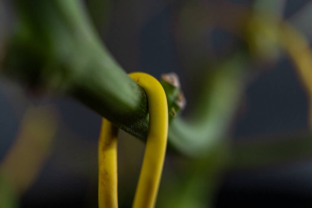 BudHuggers™ - Thin Plant Training Garden Ties