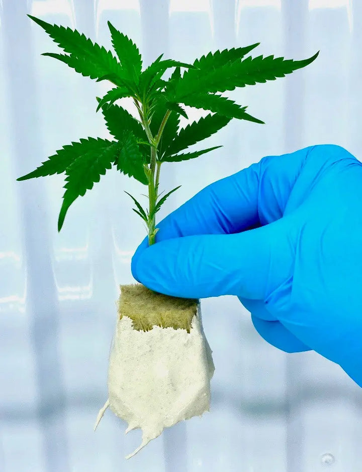 PRO-MIX® Mycorrhizal Inoculant - Powder Pro-Mix